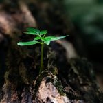 close-up-environment-flora-ground-1151418